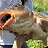 Карп весом 13.79 кг. Пойман на насадочный бойл Grandcarp КРЕВЕТКА-СПЕЦИИ